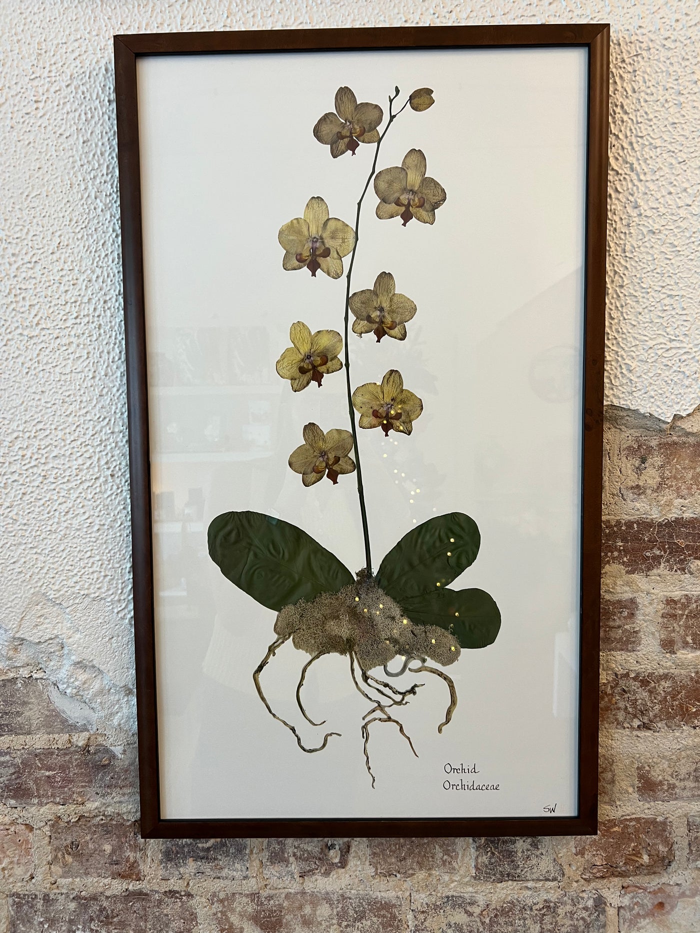 Framed Botanical - Orchid 29x17