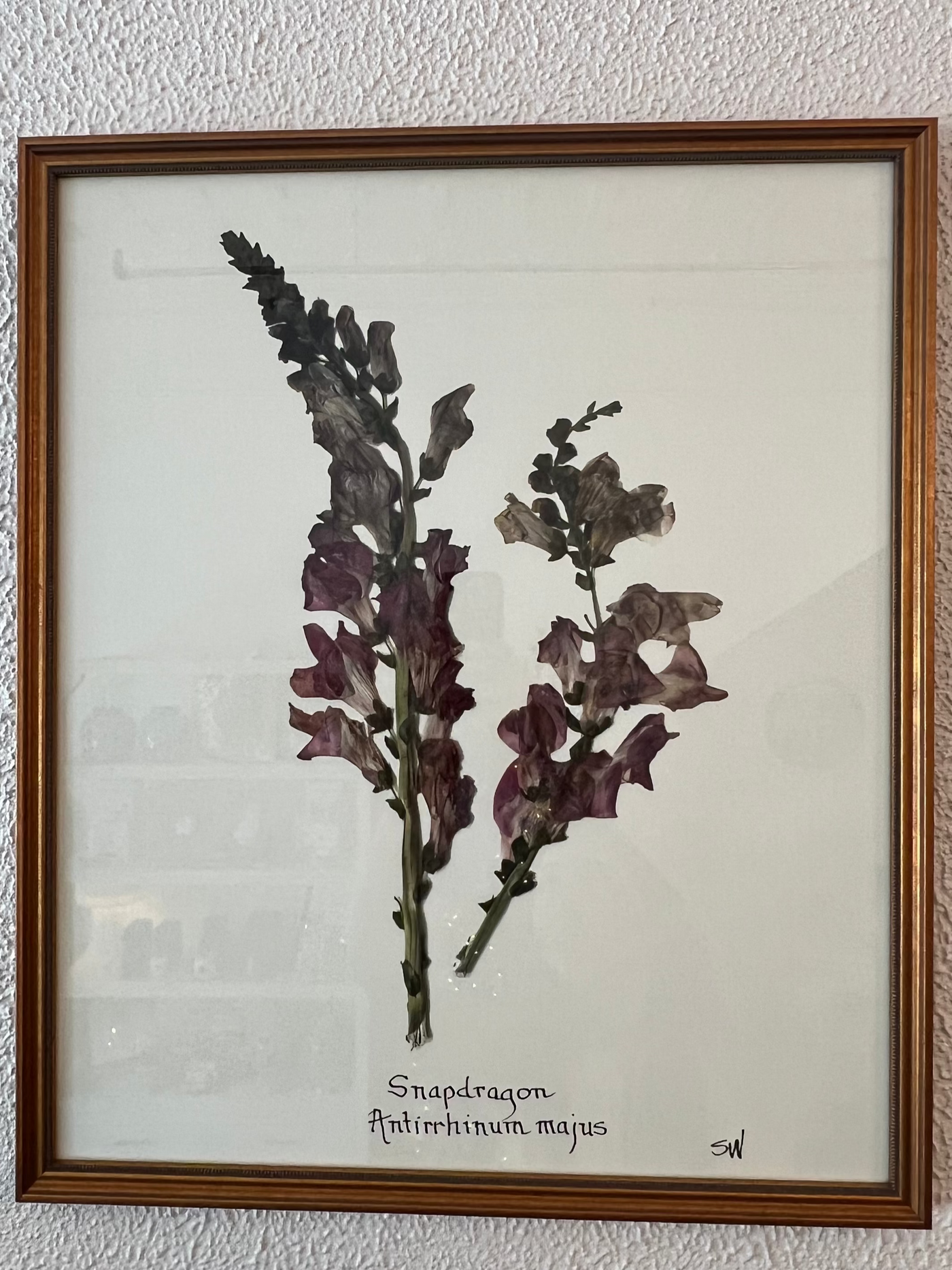 20x24 Framed Botanical - Snapdragon