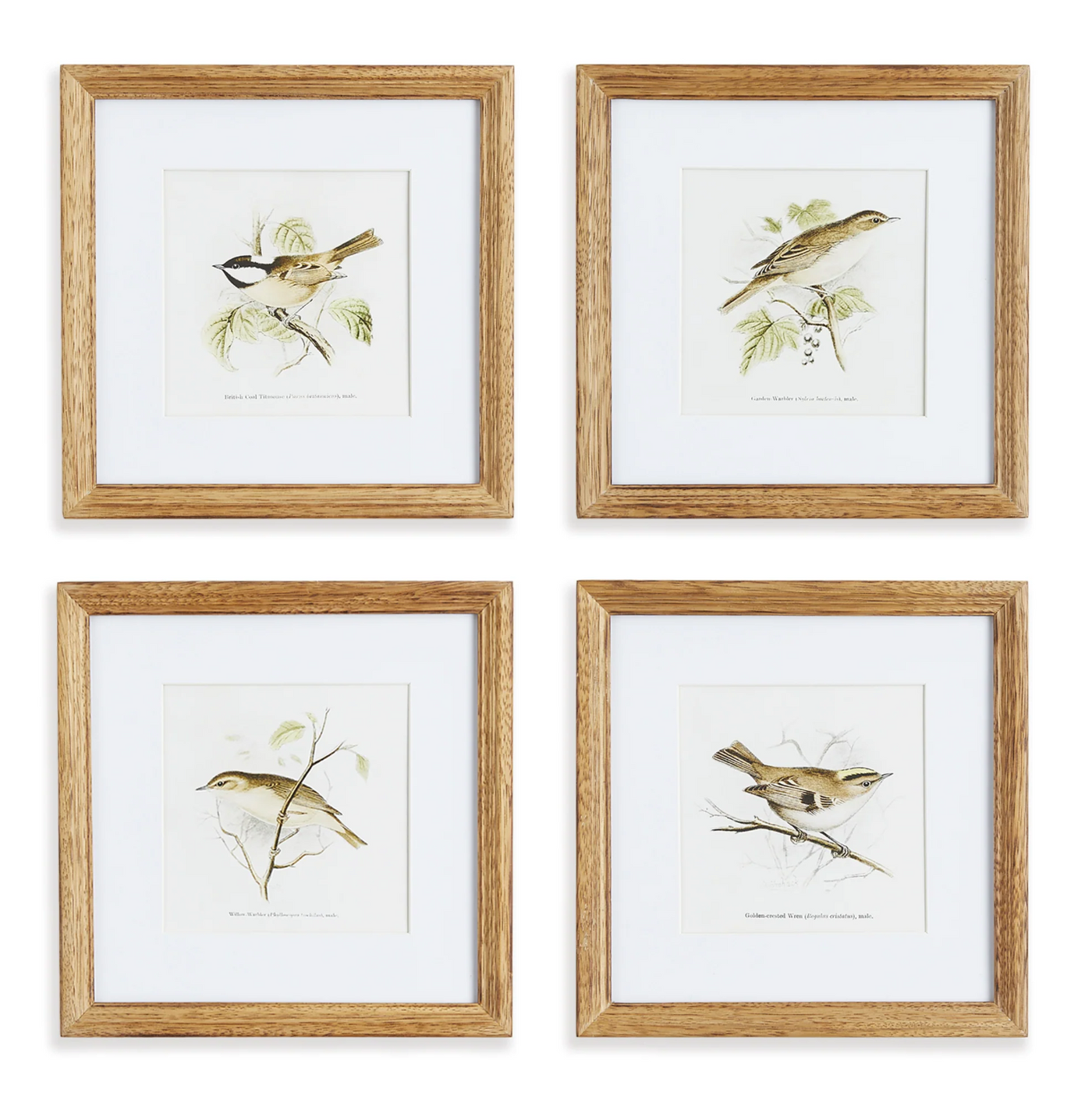 Perching Bird Study Petite