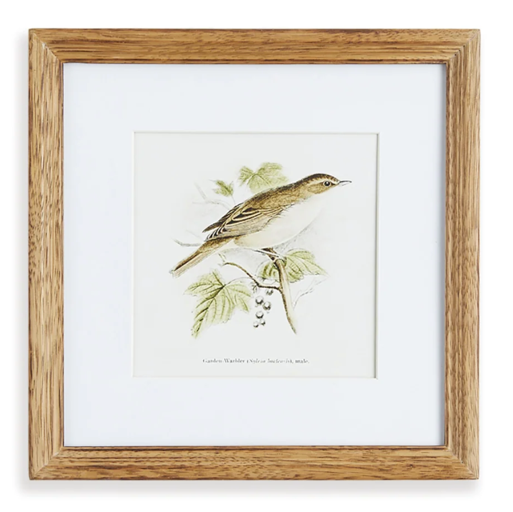 Perching Bird Study Petite