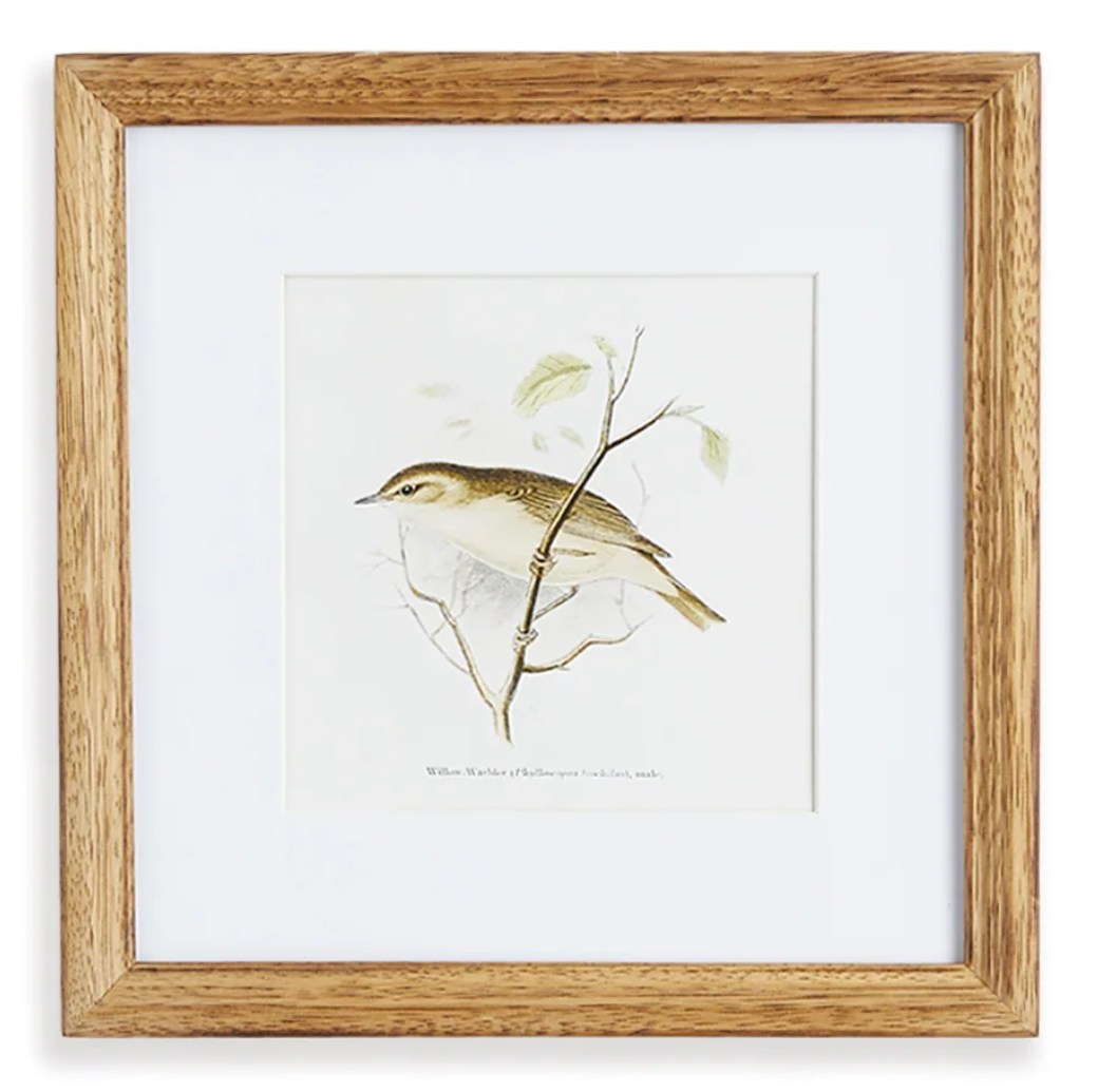 Perching Bird Study Petite